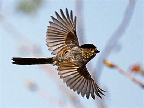 夢見鳥飛走|夢到鳥飛走